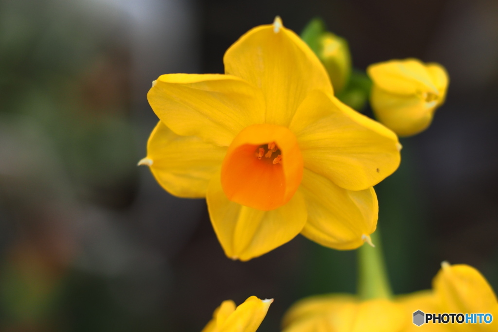 冬の花…3
