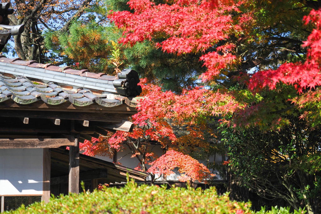 屋根にも草黄葉