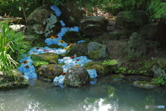 紫陽花を楽しむ ㉚