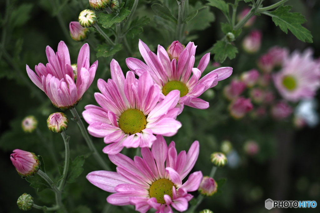 秋の味覚…食用菊（花嫁）
