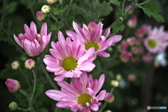 秋の味覚…食用菊（花嫁）