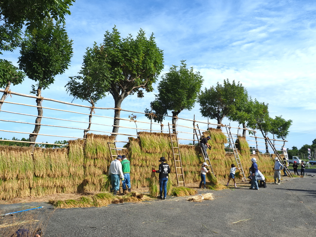 稲架かけ風景