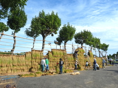 稲架かけ風景