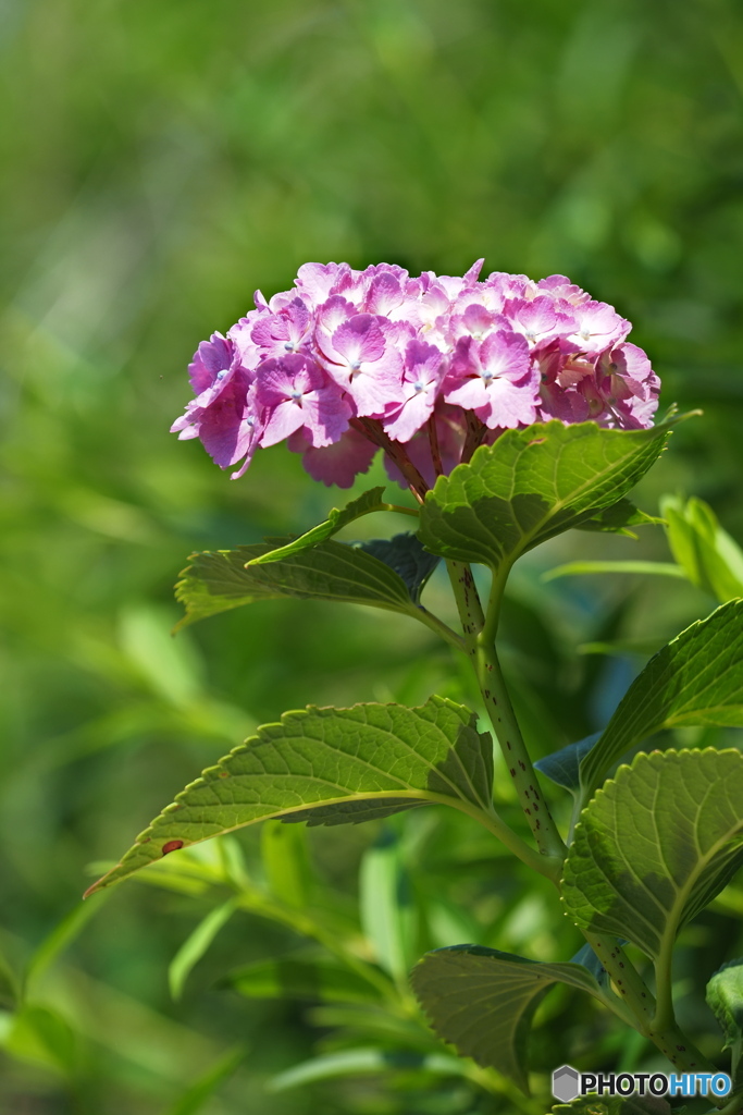 紫陽花を楽しむ ⑳