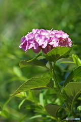 紫陽花を楽しむ ⑳