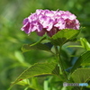 紫陽花を楽しむ ⑳
