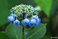 紫陽花を楽しむ ⑩