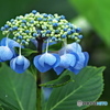 紫陽花を楽しむ ⑩