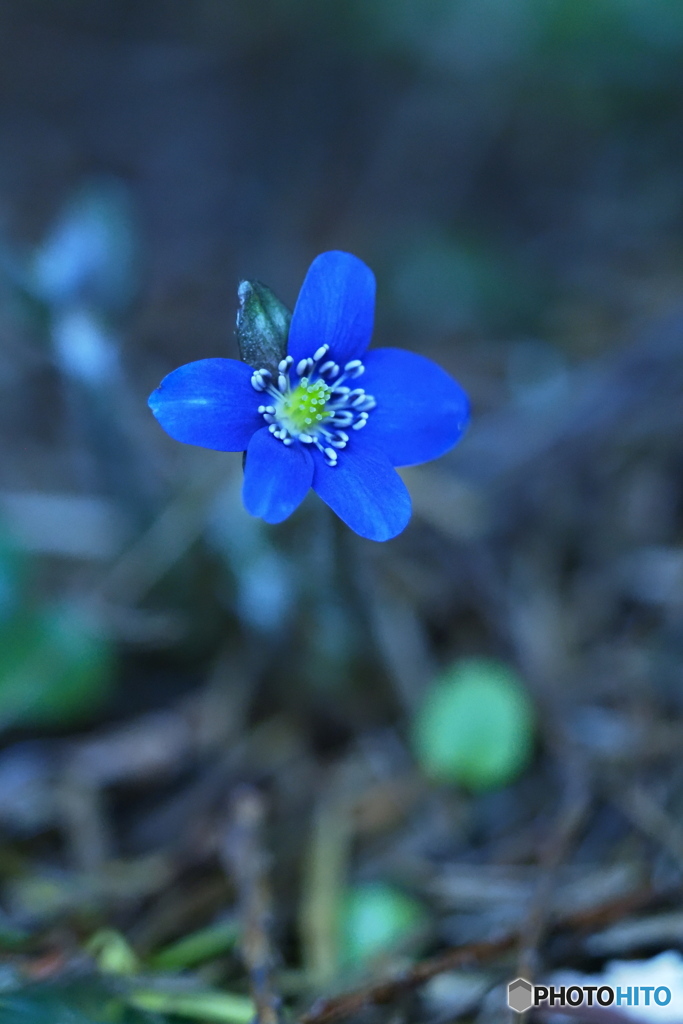 早春の花…雪割草  