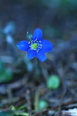 早春の花…雪割草  