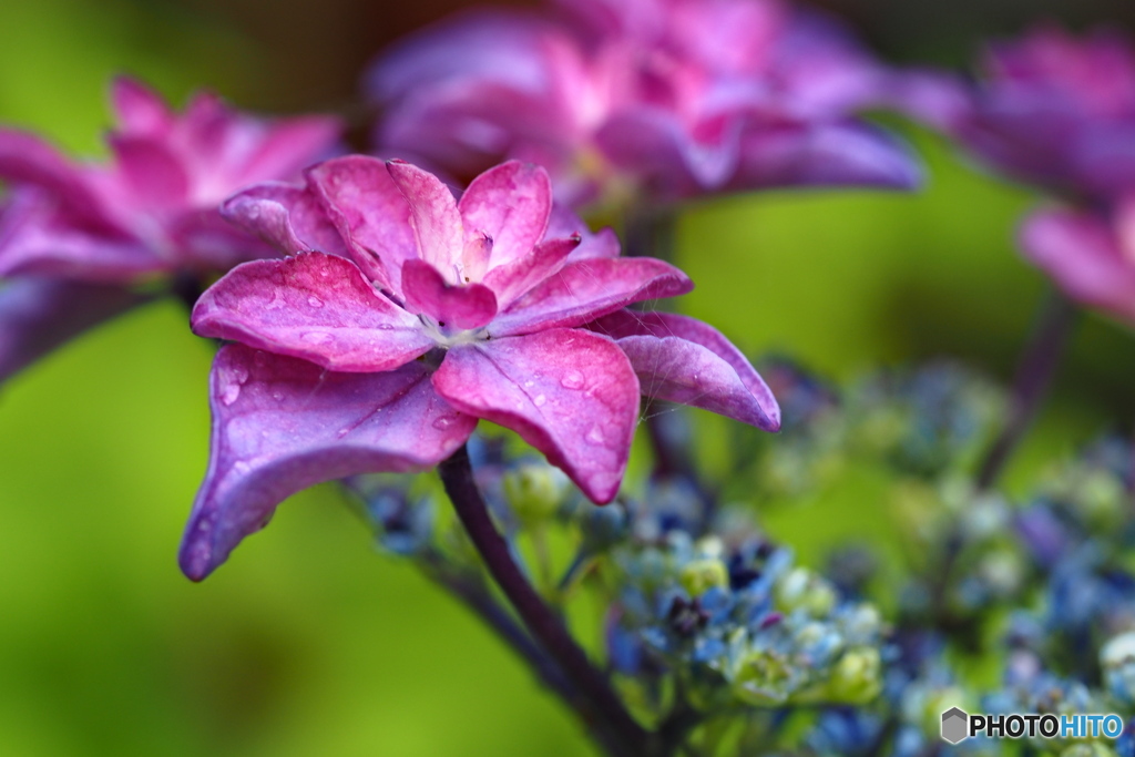 紫陽花を楽しむ ㉕
