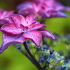 紫陽花を楽しむ ㉕