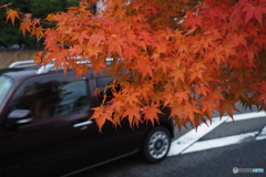道路を彩る