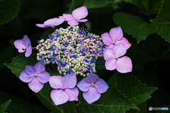 紫陽花を楽しむ ⑨