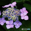 紫陽花を楽しむ ⑨