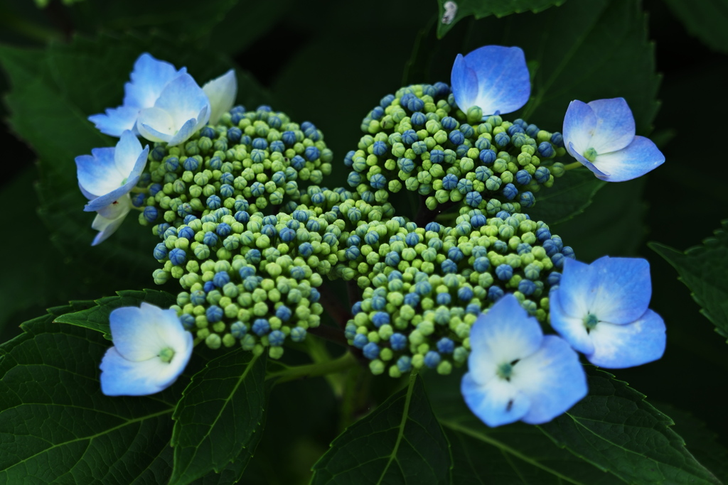 紫陽花 16190078   