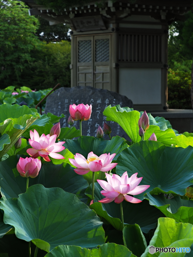 古代ハスに魅せられて ⑰