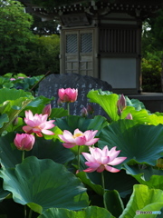 古代ハスに魅せられて ⑰