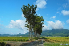 稲架木のある風景…砂利道十字路