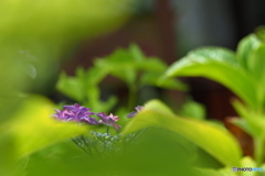 紫陽花を楽しむ ㉙