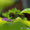 紫陽花を楽しむ ㉙