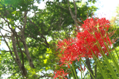 彼岸花の咲く頃☆彡