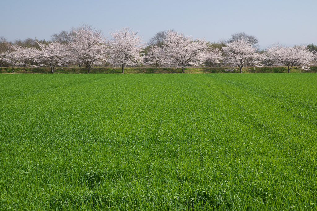 城下・田園のさくら咲く☆彡