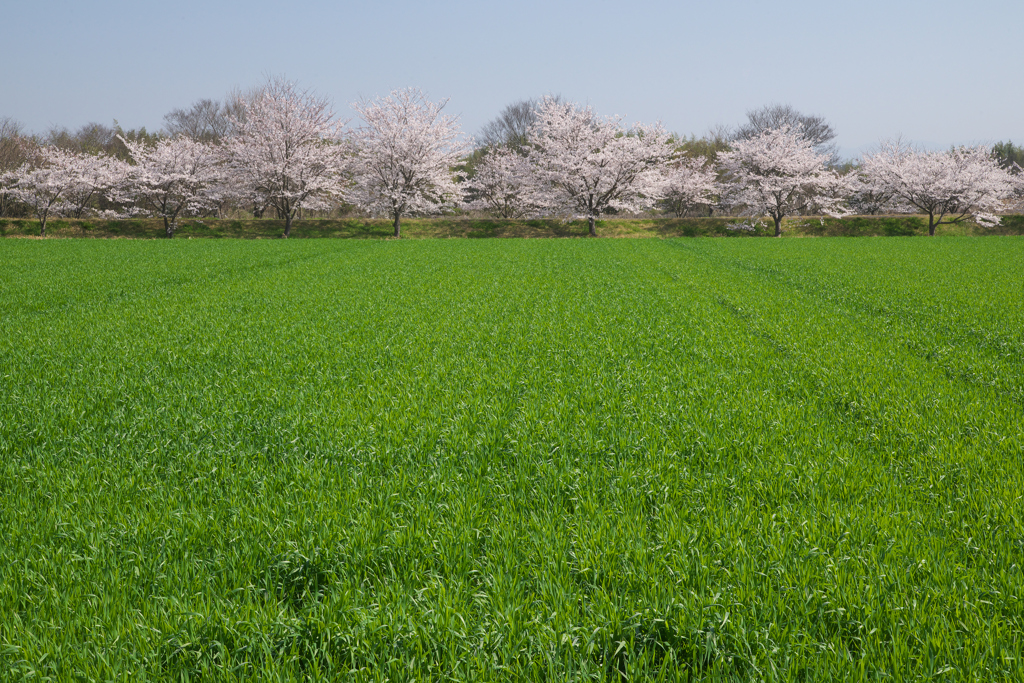 城下・田園のさくら咲く☆彡