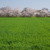 城下・田園のさくら咲く☆彡