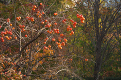 大阪梅田「新・里山」晩秋の輝き☆彡