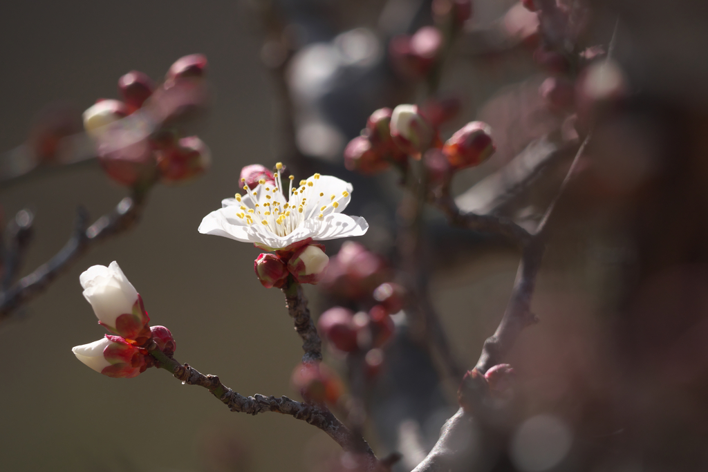 紅白咲き始め☆彡