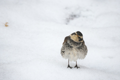 雪上のツグミ