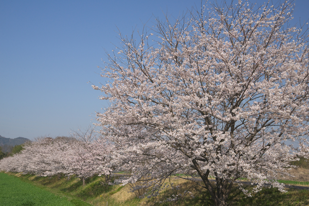 城下・田園のさくら咲く☆彡