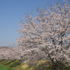 城下・田園のさくら咲く☆彡