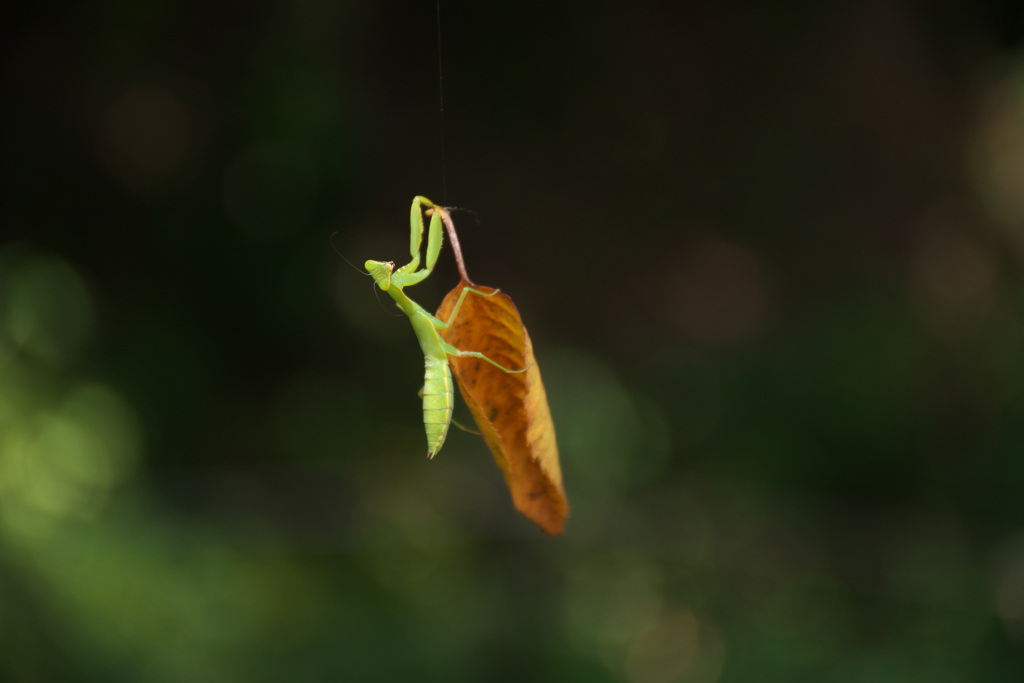 真夏の里山（最終章）