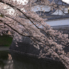 城下・田園のさくら咲く☆彡