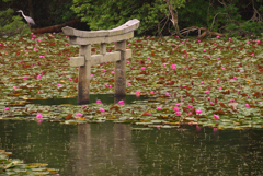 雨の睡蓮