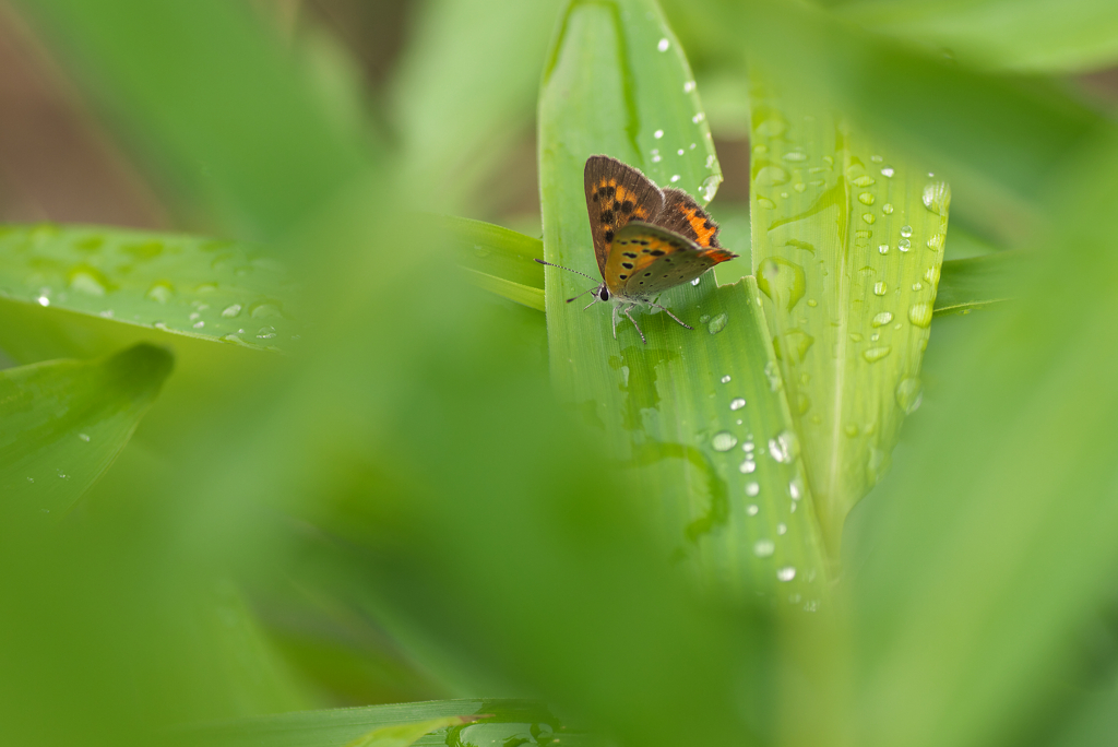 雨上がりの草むら