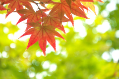 Autumn colors 2☆彡