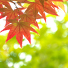 Autumn colors 2☆彡