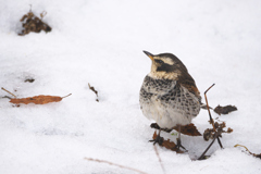 雪上のツグミ2