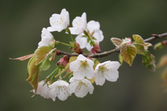 アラカワニオイ②？