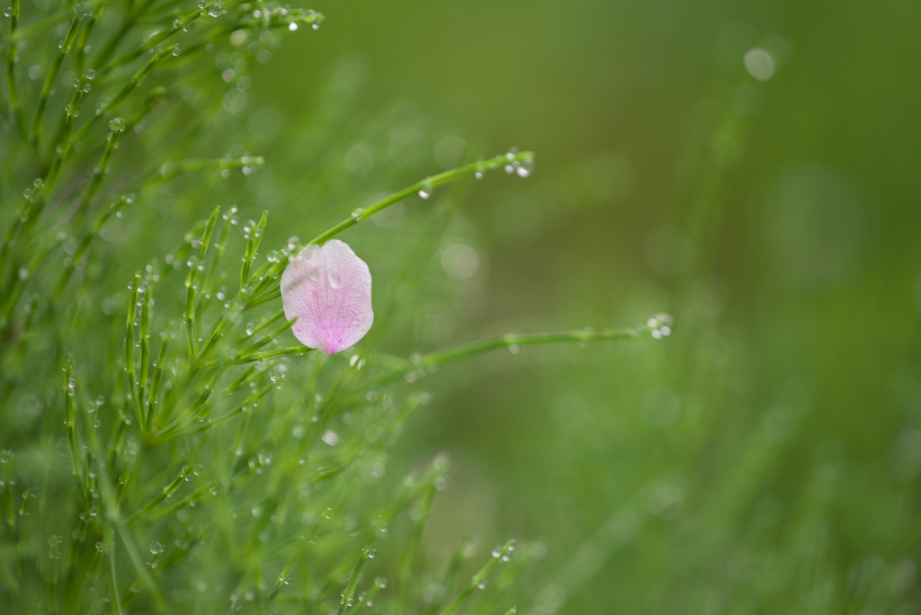 花びら