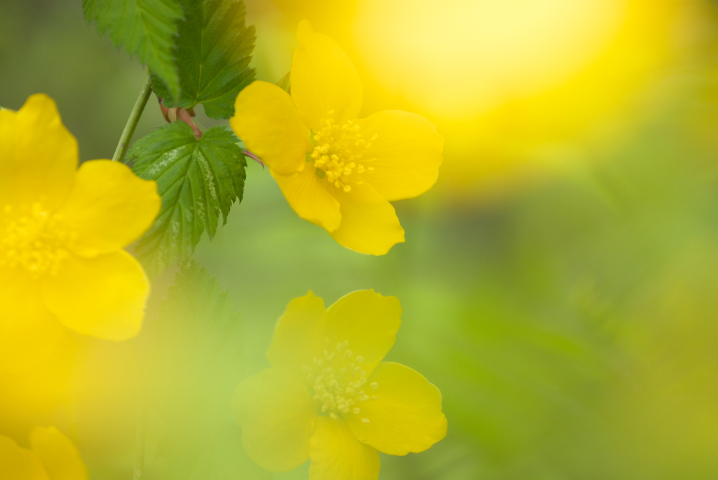 春の花咲く頃☆彡