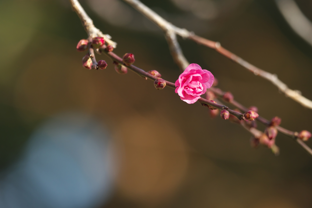 自然のアルバム☆彡