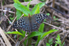 ミドリヒョウモン♀暗色型