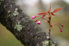 八重桜