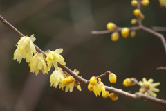 自然のアルバム②☆彡