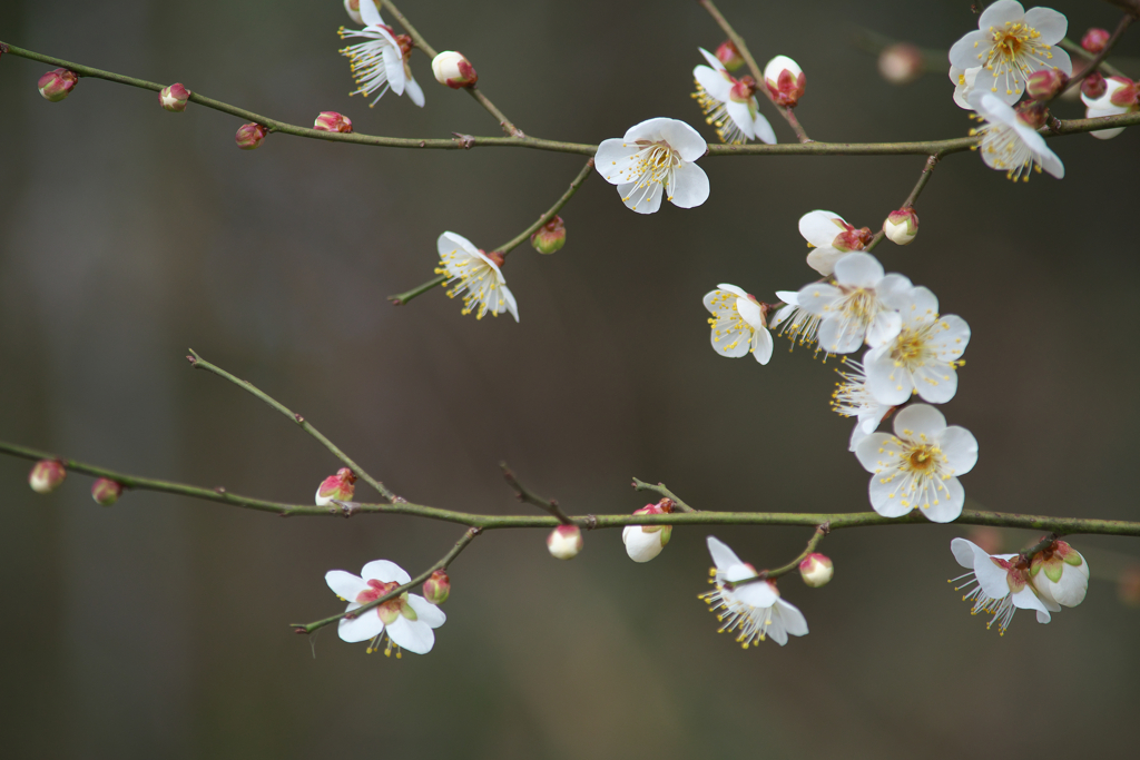 自然のアルバム③☆彡