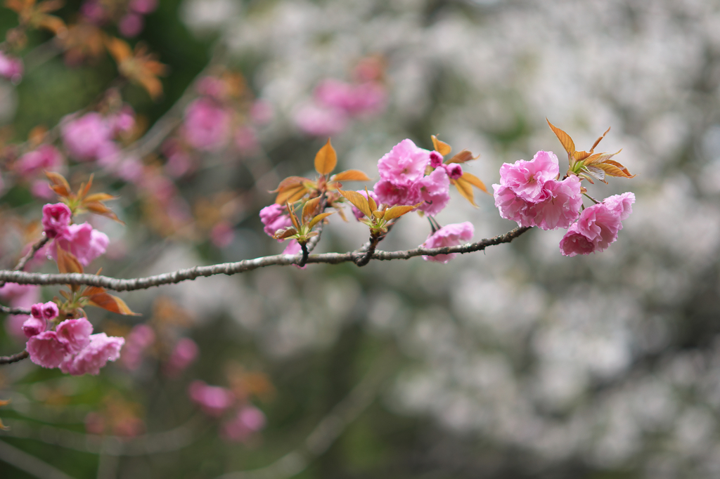 八重桜2